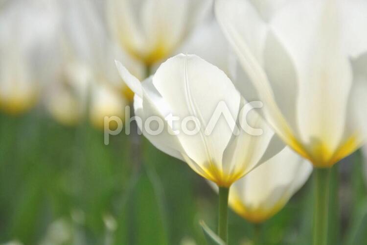 白いチューリップ ホワイト,white,シロの写真素材