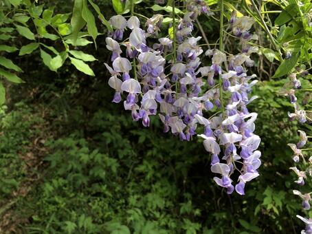 藤の花 5月 藤の花 5月の写真