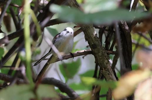 シマエナガ シマエナガ しまえなが,北海道,野鳥の写真素材