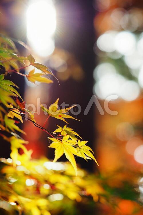 木漏れ日と紅葉 木漏れ日,紅葉,太陽の写真素材
