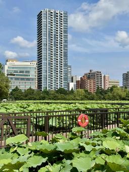 開花直前の不忍池の蓮 開花直前の不忍池の蓮 蓮,ハス,上野の写真素材