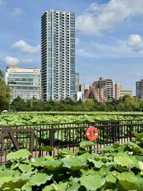 開花直前の不忍池の蓮 葉っぱ,夏空,梅雨明けの写真素材