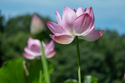夏に咲くピンクの大賀ハス 夏に咲くピンクの大賀ハス 蓮,ピンク,花の写真素材