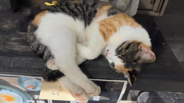 まるまってお昼寝する野良猫さん まるまってお昼寝する野良猫さん 猫,動物,かわいいの写真素材