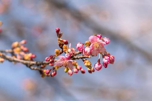 梅の花 梅の花 梅,ウメ,梅の花の写真素材