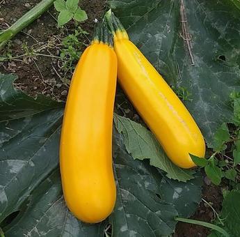 家庭菜園のズッキーニの写真