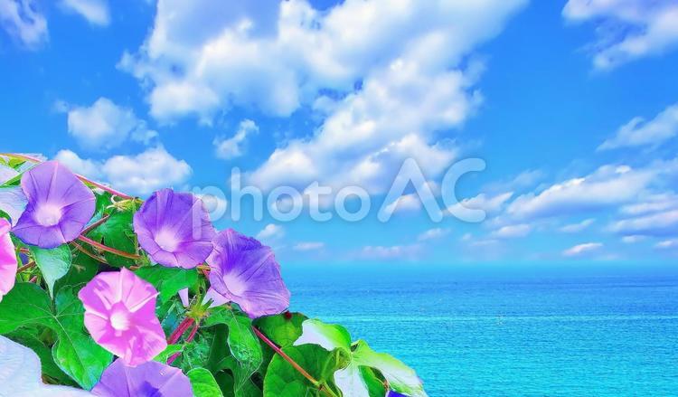 夏イメージ/朝顔の花と青い海空 夏,イメージ,海の写真素材