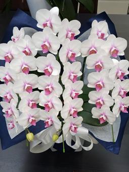 胡蝶蘭 胡蝶蘭 胡蝶蘭,鉢植え,花の写真素材