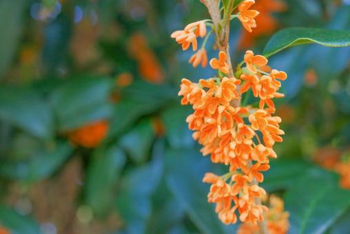 キンモクセイ 金木犀,秋イメージ,花の写真素材