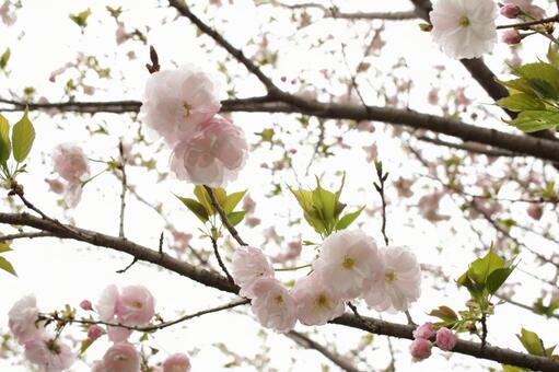 八重桜2 八重桜2の写真