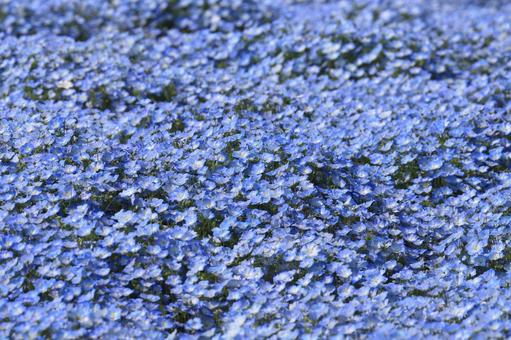 Nemophila, JPG