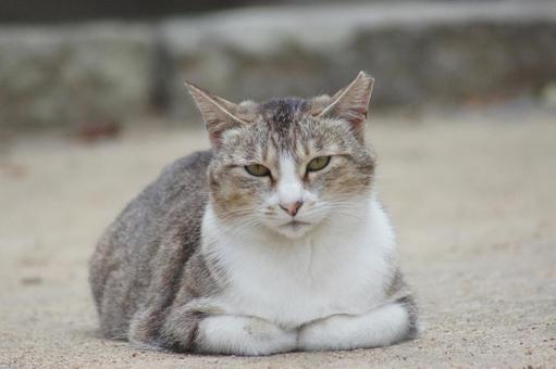 ねこ ねこの写真