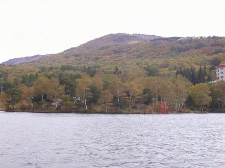 Photo, lake shirakaba, japanese privet (ligustrum japonicum), nagano prefecture, 
