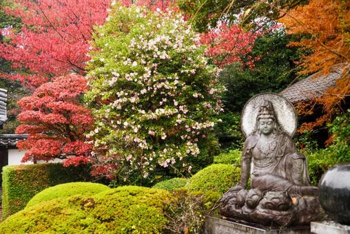 雲龍院の紅葉 11月,秋,紅葉の写真素材