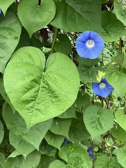 アサガオ アサガオ あさがお,朝顔,花の写真素材