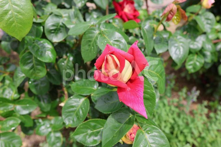 水滴のついたピンクの薔薇の蕾 蕾,薔薇,ローズの写真素材