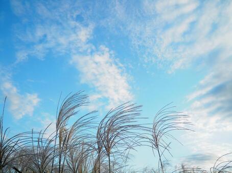 すすきと秋の空 すすきと秋の空の写真