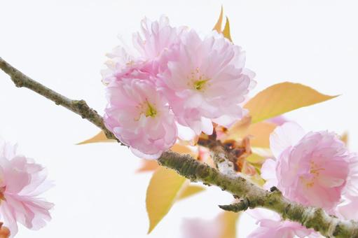 紅色の八重桜　関山 桜,関山,八重桜の写真素材