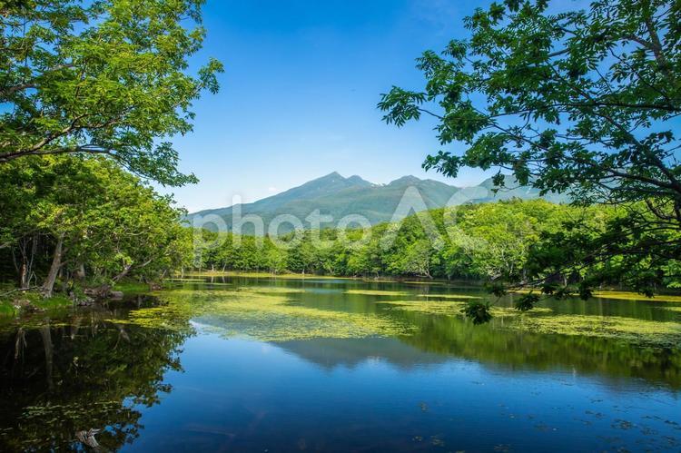 北海道　知床五湖ガイドウォーク 知床,知床五湖,北海道の写真素材