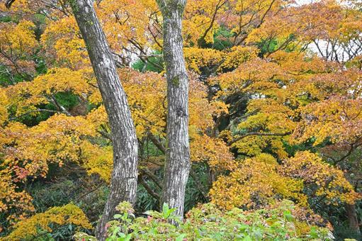 紅葉 紅葉,秋,箱根の写真素材