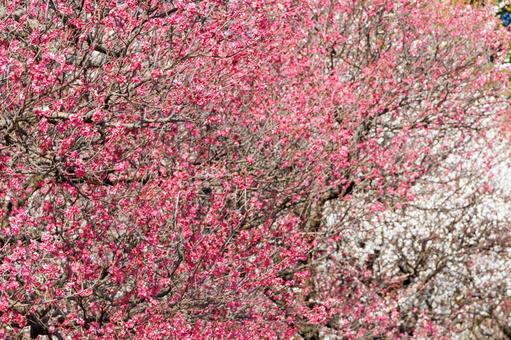 満開の紅梅 梅,迎春,梅の花の写真素材