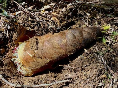 たけのこ たけのこ,大きい,春の写真素材