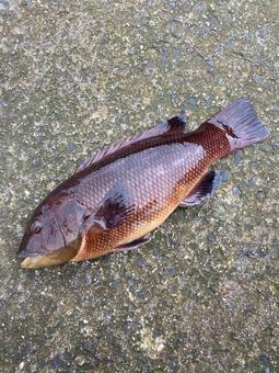 コブダイ コブダイ,カンダイ,魚の写真素材