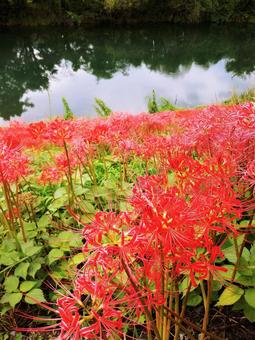 Cluster amaryllis on the bank 2, cluster amaryllis, chuan, shadow, JPG