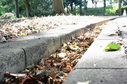 秋の始まり、光と落ち葉 秋の始まり、光と落ち葉の写真