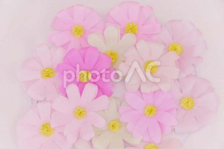 折り紙で作ったピンクと白のコスモスの花 折り紙,花,コスモスの写真素材