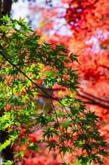 赤と緑の紅葉 紅葉,もみじ,真っ赤の写真素材