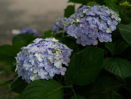 大きく咲いた青い紫陽花 大きく咲いた青い紫陽花の写真