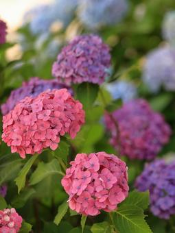 紫陽花 紫陽花の写真