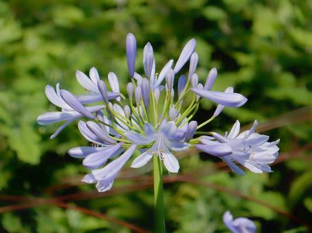 Photo, agapanthus, purple clam, blue, 