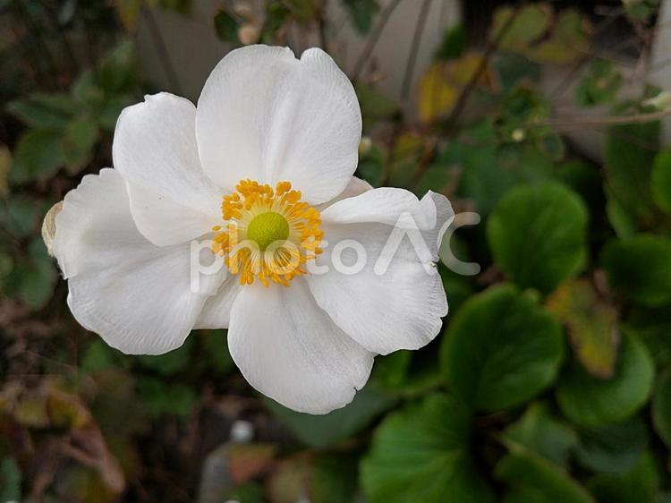 秋明菊(シュウメイギク)の花 秋明菊,シュウメイギク,白の写真素材