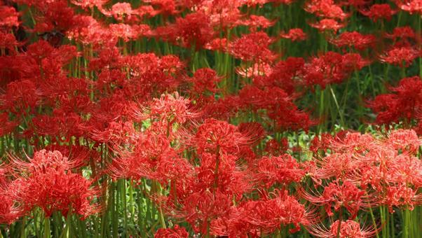 深紅の絨毯 深紅の絨毯の写真
