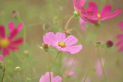コスモス① コスモス① コスモス,秋,秋の花の写真素材