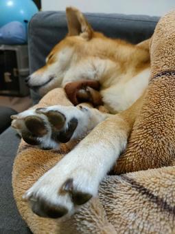 柴犬の寝姿です! 柴犬の寝姿です!の写真