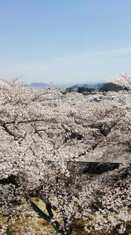 福島の春 春,花,桜の写真素材