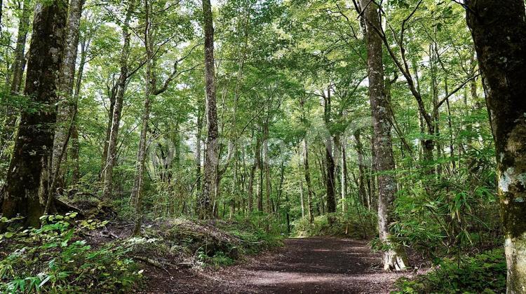 新緑の白神山地の森林の風景 白神,山地,ぶなの写真素材