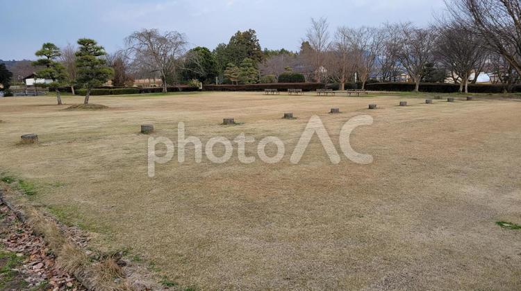 並んだ切り株 並んだ,切り株,落ち葉の写真素材