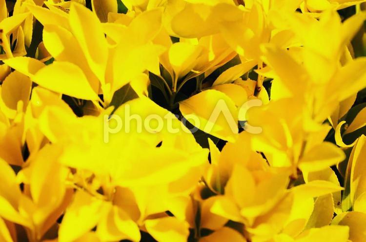 黄色の世界 花,鮮やか,鮮やかなの写真素材