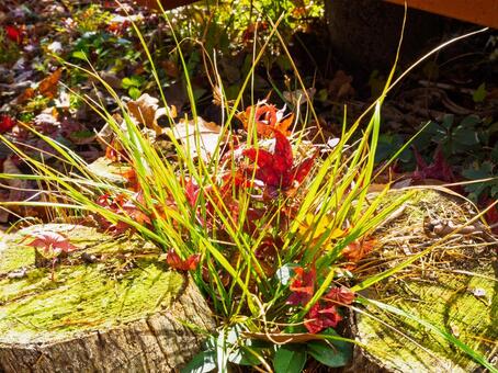 秋の落葉と芽吹きが交差する切り株の情景 切り株,紅葉,落葉の写真素材