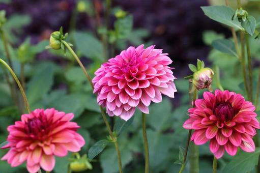 ピンクのダリアの花 ダリア,ピンク,大輪咲の写真素材