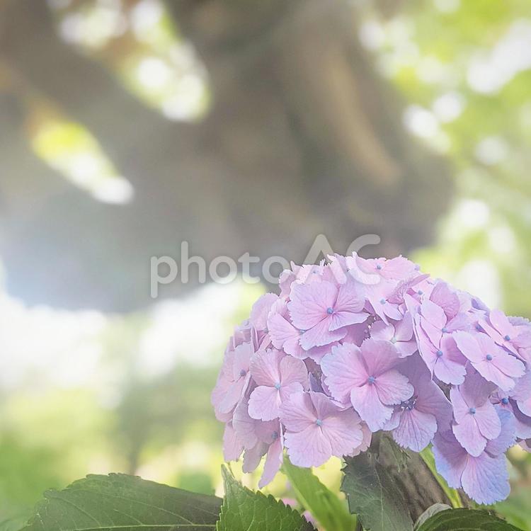 木漏れ日時と紫色の紫陽花 紫陽花,あじさい,アジサイの写真素材