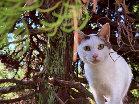 覗き込むシロキジ猫 覗き込むシロキジ猫の写真