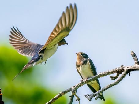 食べ物をもらうツバメ ツバメ,燕,野鳥の写真素材