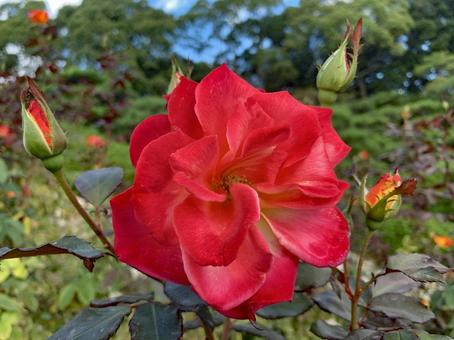 バラ　薔薇　花 バラ,薔薇,花の写真素材