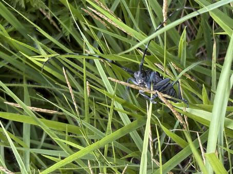 Photo, affiliation, sesame spots, longhorn beetle, 