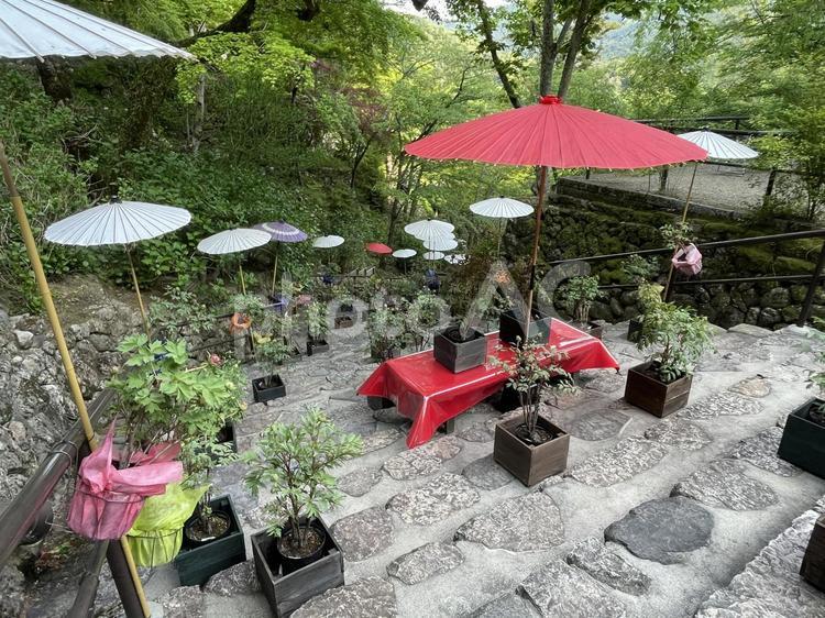 奈良　長谷寺　ぼたん回廊 ぼたん回廊,石段,毛氈の写真素材
